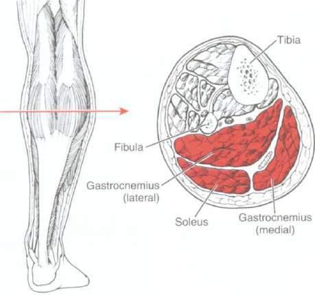 ANKLE PLANTAR FLEXION (Gastrocnemius