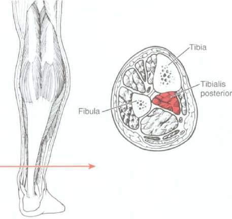 FOOT INVERSION (Tibialis posterior) FIGURE 5-106 FIGURE 5-105