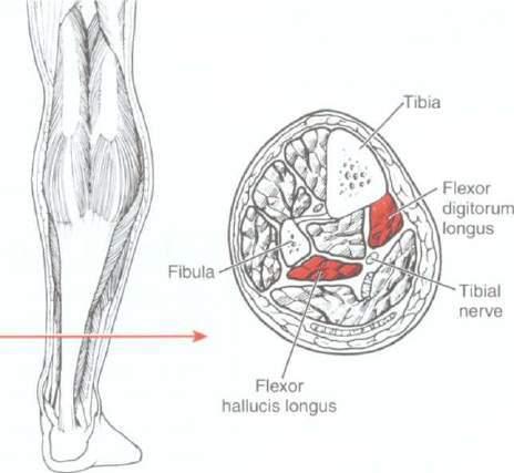 HALLUX AND TOE DIP AND PIP FLEXION (Flexor digitorum longus, Flexor digitorum brevis, Flexor hallucis longus)
