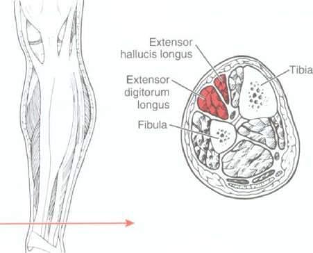 HALLUX AND TOE MP AND IP EXTENSION (Extensor digitorum longus and brevis, Extensor hallucis longus)