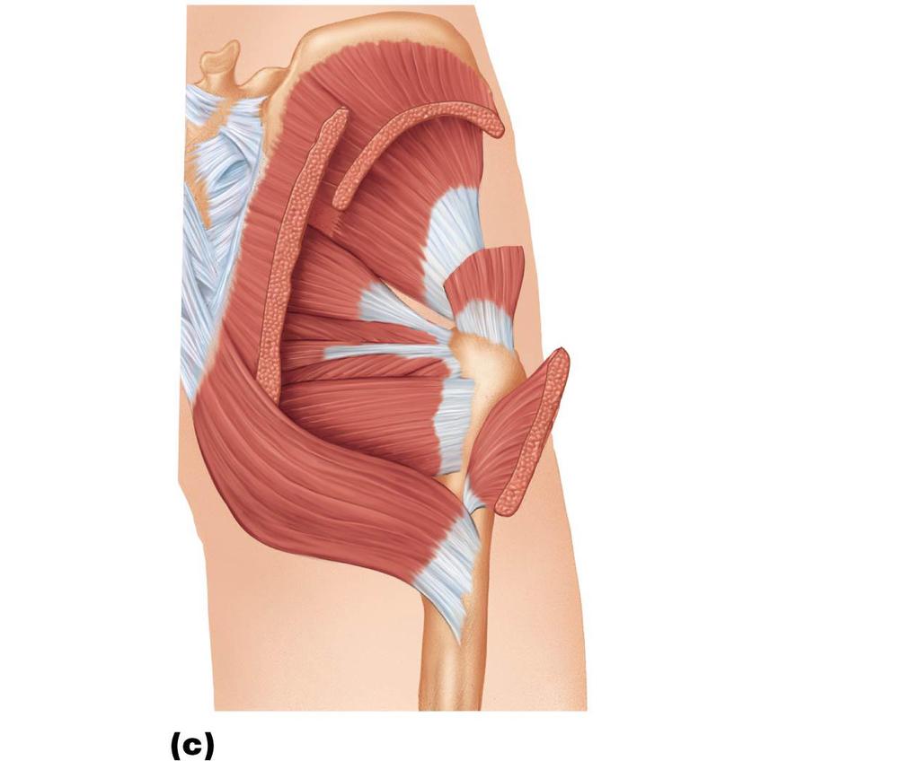 Figure 10.21c Posterior muscles of the right hip and thigh.