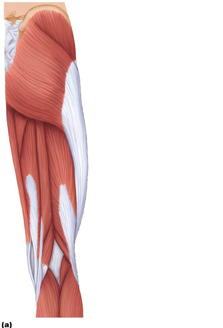 Figure 10.21a Posterior muscles of the right hip and thigh.
