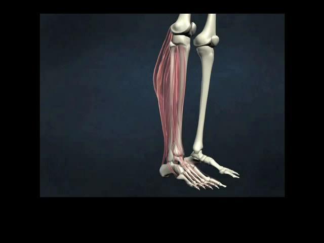 A&P Flix : Lateral Muscles