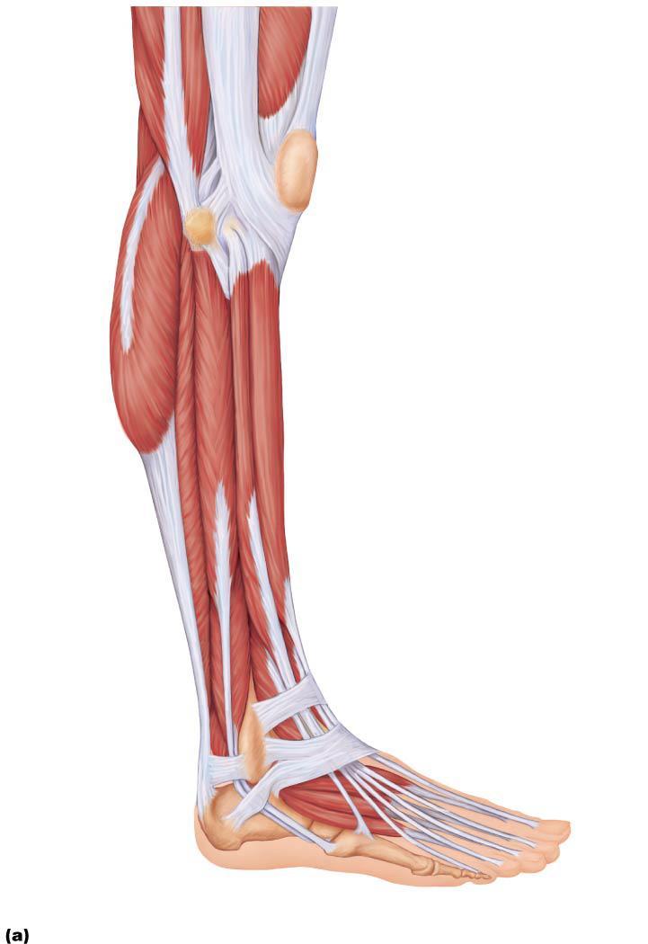 Figure 10.23a Muscles of the lateral compartment of the right leg.