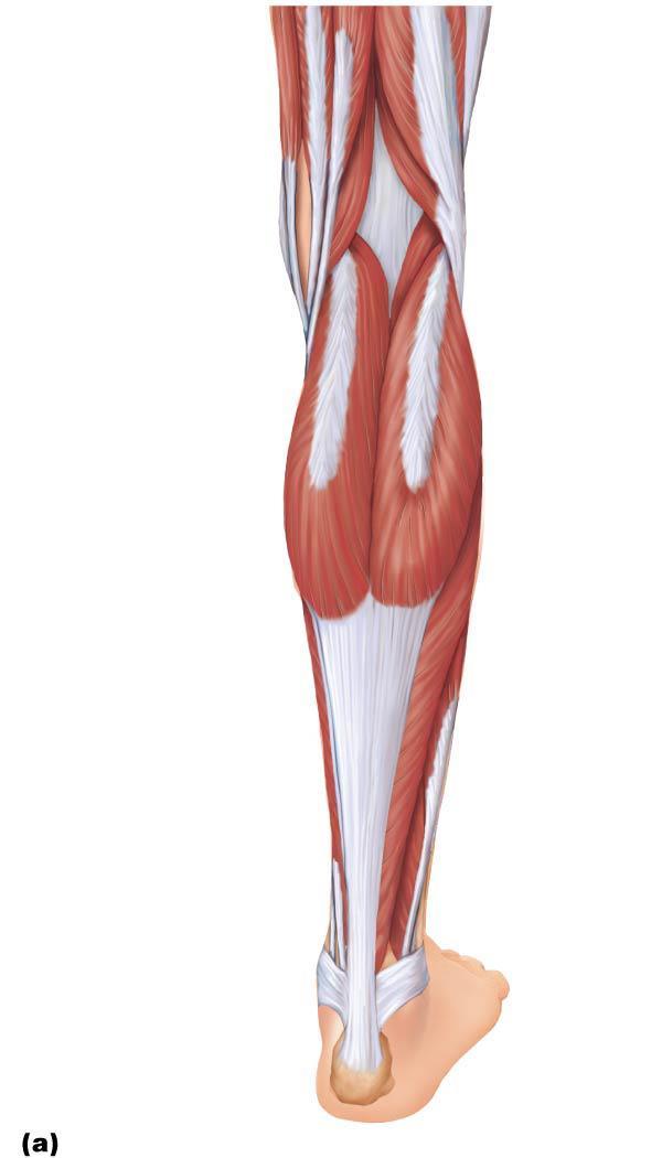 Figure 10.24a Muscles of the posterior compartment of the right leg.
