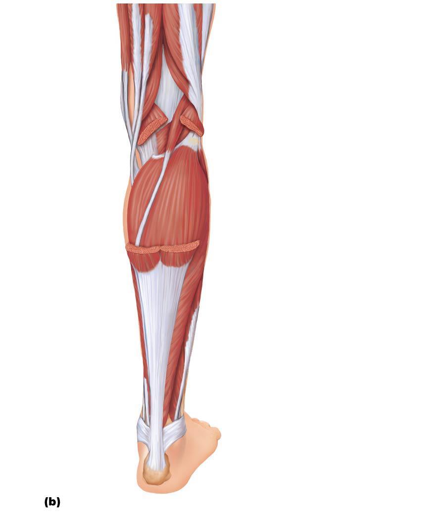 Figure 10.24b Muscles of the posterior compartment of the right leg.