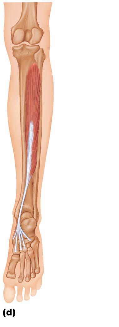 Figure 10.24d Muscles of the posterior compartment of the right leg.