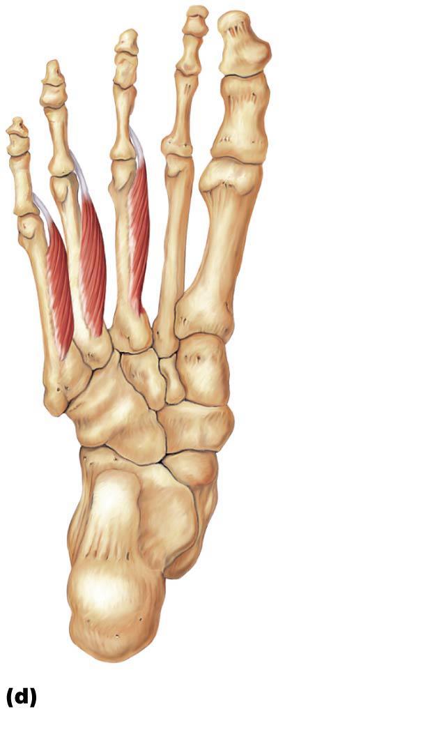 Figure 10.25d Muscles of the right foot, plantar aspect.