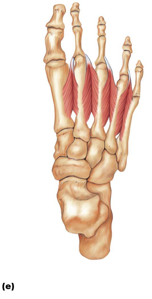 Figure 10.25e Muscles of the right foot, plantar aspect.