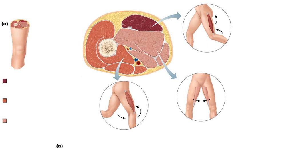 Figure 10.26a Summary: Actions of muscles of the thigh and leg.