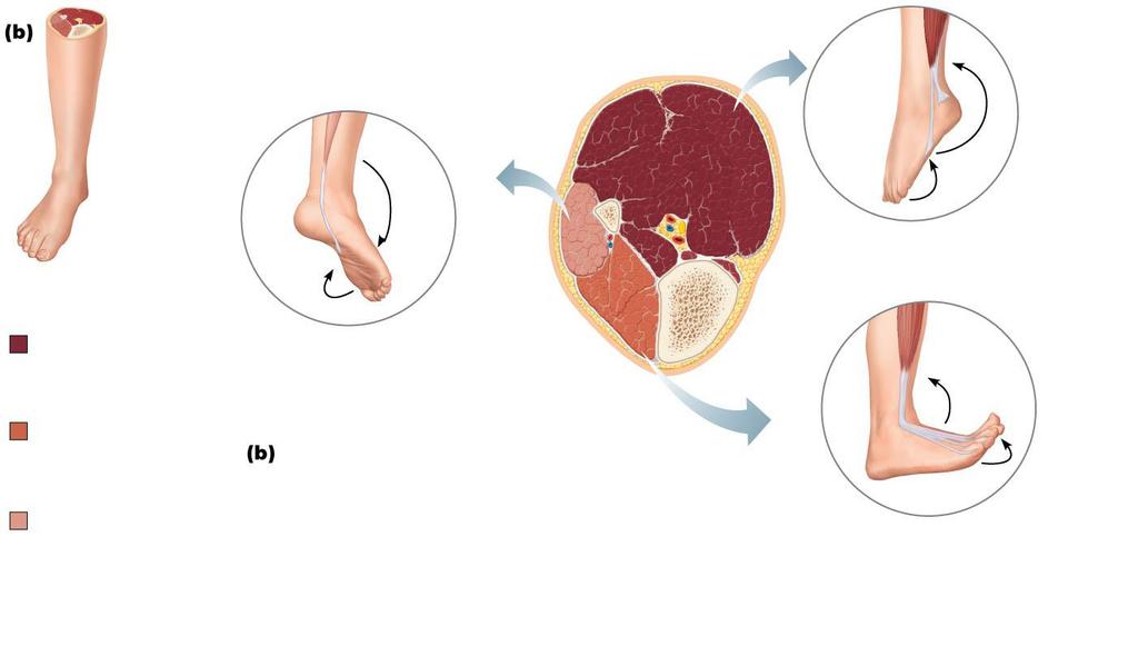 Figure 10.26b Summary: Actions of muscles of the thigh and leg.