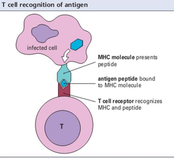 Macrophages have the key role in an initiating the cell-mediated immune response, and one of some immune cells that act as an antigen presenting cells.