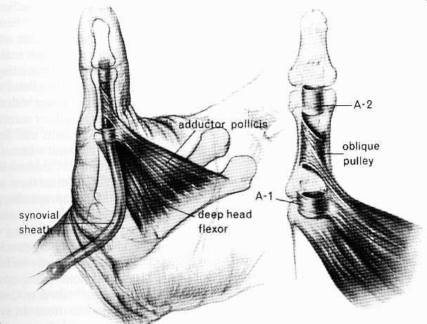 Pulley system of the thumb 3 constant