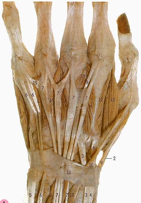 Extensor apparatus of the hand: wrist 6 extensor tunnels: 5 fibrosseous and 1