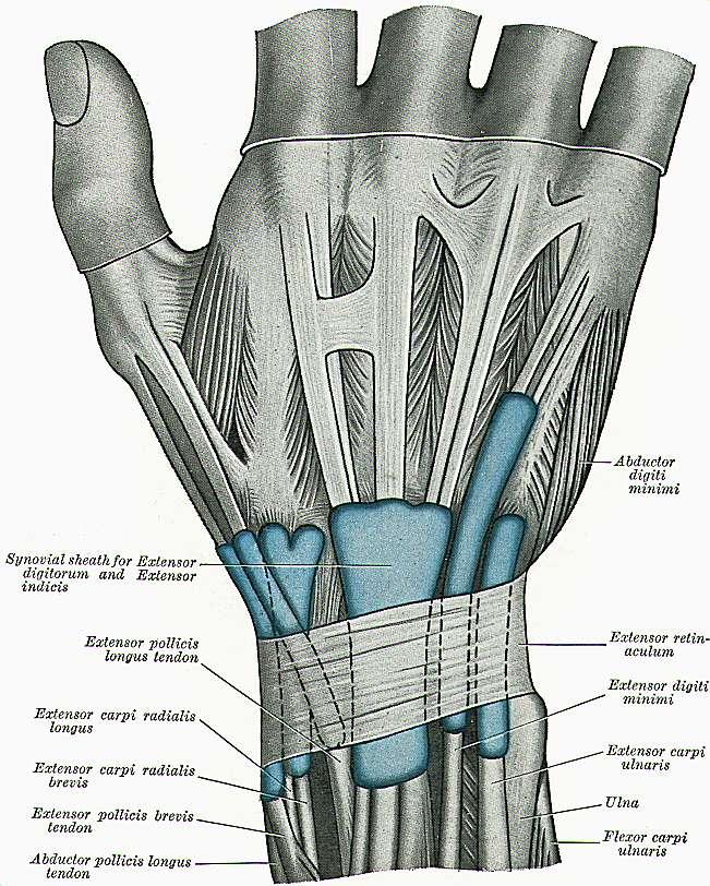 Extensor apparatus of the hand: wrist EPB/APL