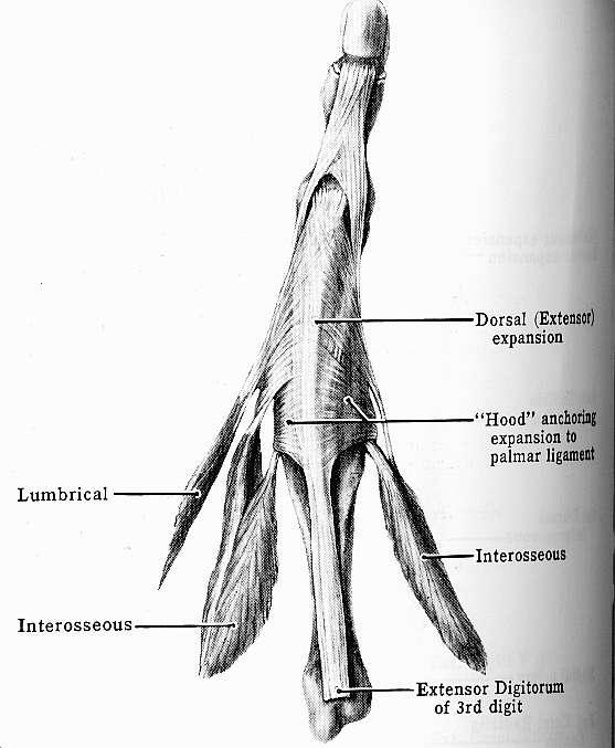 Extensor apparatus of the hand: dip joint Lateral bands merge to