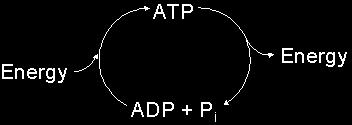 are released as CO2 Generates ATP (adenosine triphosphate) The energy in one glucose molecule may be used to produce 36 ATP Involves a series of 3
