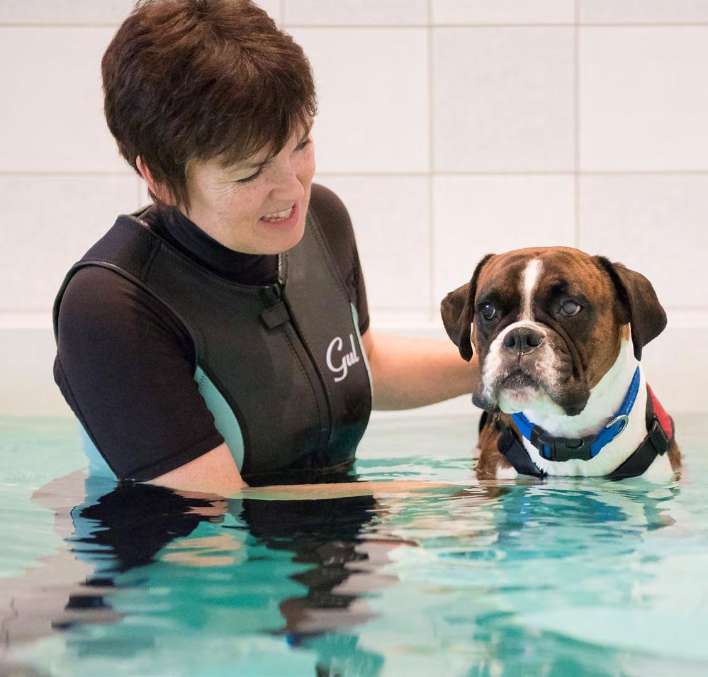 Welcome... K9HS Physiotherapy aims to empower your canine career journey by offering you choices of high quality clinic based hands on training, courses and CPD (continuing professional development).