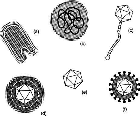 Figure 1 An array of viruses. (a) The helical virus of rabies. (b) The segmented helical virus of influenza.