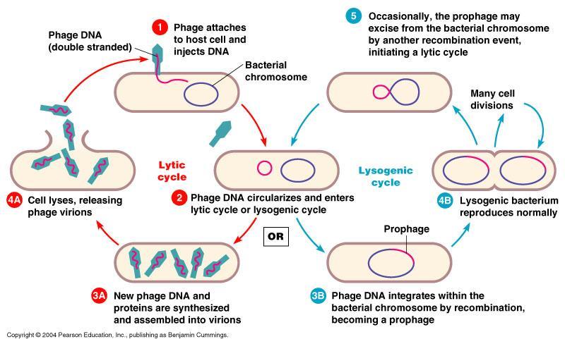 Lytic and Lysogenic Cycles As shown in Fig. 2, the virus must first attach itself to the host cell.