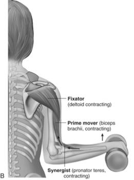 Fixators and Antagonists Fixators - Specialized synergists that stabilize joints so that prime movers can exert their actions - Example: Deltoid stabilizes shoulder joint Antagonists - Opposing
