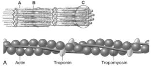 Thin Myofilaments Actin: Resembles a twisted strand of beads; contains binding sites for myosin Tropomyosin: Covers actin's binding sites Troponin: