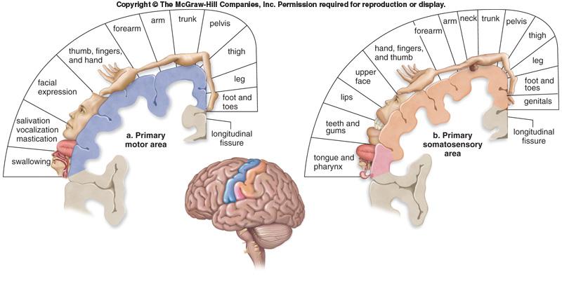 The brain: Cerebrum