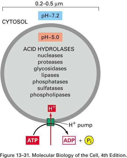 Lysosomal enzymes 50 different hydrolytic enzymes Acid hydrolases Active at ph 5 (inside lysosome) Inactive if released into cytosol (ph 7.