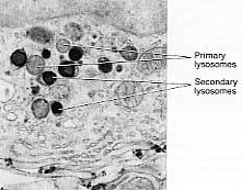 Primary Lysosome Buds from trans face of