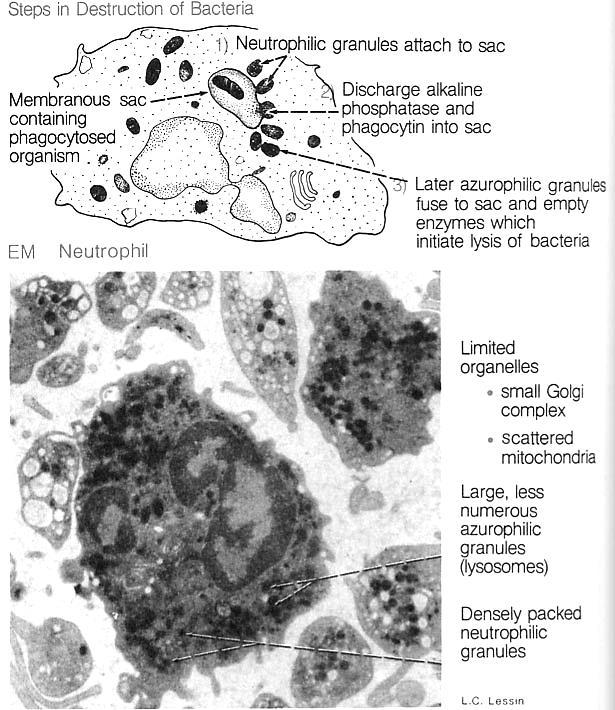 bone Neutrophil Phagocytic