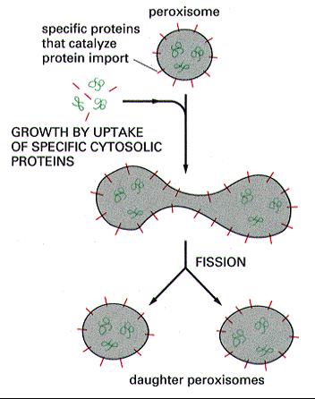 accumulate proteins