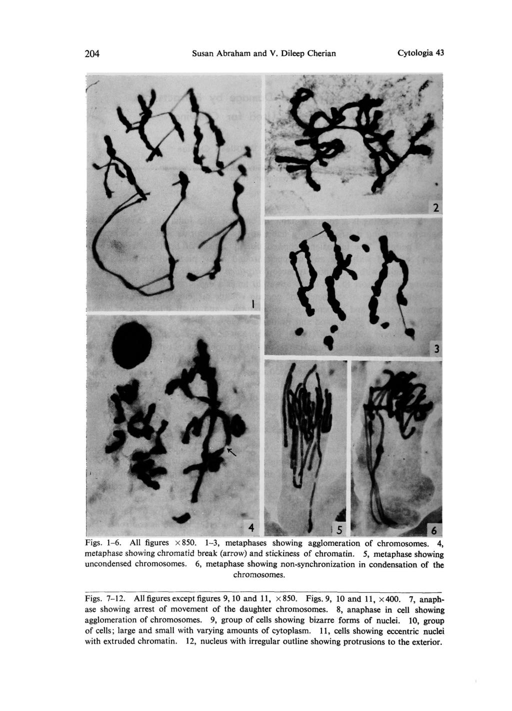 204 Susan Abraham and V. Dileep Cherian Cytologia 43 Figs. 1-6. All figures ~850. 1-3, metaphases showing agglomeration of chromosomes.