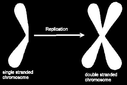 Interphase Chromosome