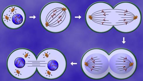 What is mitosis?