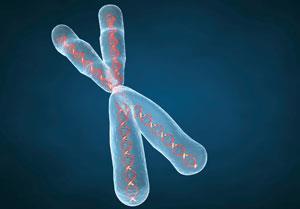 What is a chromosome? A chromosome is a section of DNA and protein.