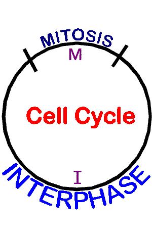 The cell cycle The cell cycle