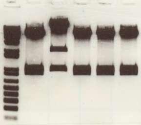 Lane 1 is the output of the PCR extension that added the 22 nucleotide homologous arms to each end of the Btbd11 cdna.