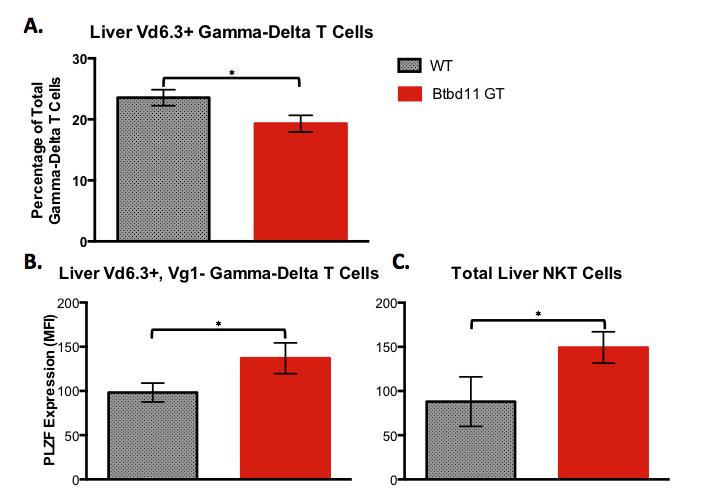 Figure 40. Btbd11 GT liver samples had altered effector cell populations and PLZF expression following Con A dosage.