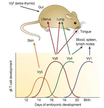 19 Figure 2. Specific γδ T cell development during ontogeny. γδ T cells develop in a cyclical fashion, where each wave consist of a specific subset of γδ T cells.