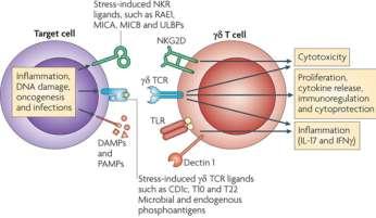 20 A. B. Figure 3. γδ T Cells interact with various target cells during all stages of immune response.