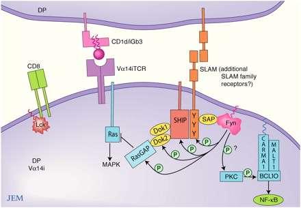 Figure 4. Nonconventional NKT Cell Development via CD1d Selection.