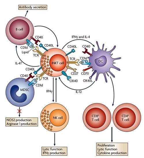 28 Figure 5. Invariant NKT Cells interact with various innate and adaptive immune system cells.