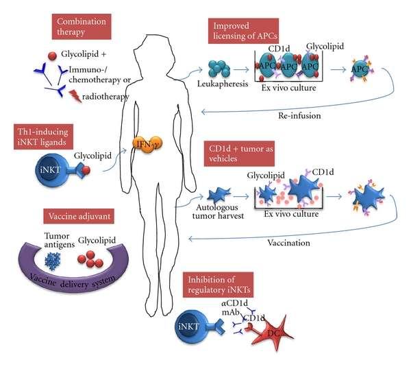 Figure 6. Various immunotherapies involve the activation or suppression of inkt cells.
