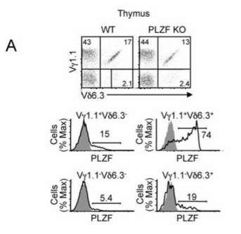 39 A. B. Figure 9. PLZF expression is restricted to Vγ1.1 +, Vδ6.3 + γδ T cells.