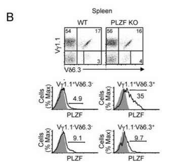 (A) Within the thymus, there is moderate expression within all four subpopulations of γδ T cells, with a significant increase in the Vγ1.