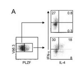 40 Figure 10. Vδ6.3 + γδ T cells require PLZF to coproduce IFN-γ and IL-4. Vδ6.3 + γδ T cells are separated into those that express PLZF and those that do not.