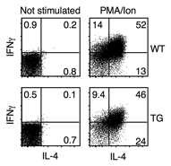 43 A. B. Figure 11. IFN-γ and IL-4 co-production by conventional T cells is not altered in lck- PLZF mice.