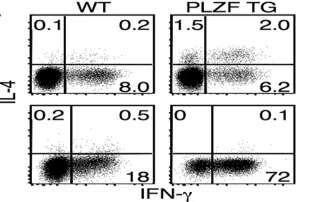 (A) NKT cells have the unique ability to double produce IFN-γ and IL-4 upon in vitro stimulation. Without stimulation, there is no production of either IFN-γ or IL-4.