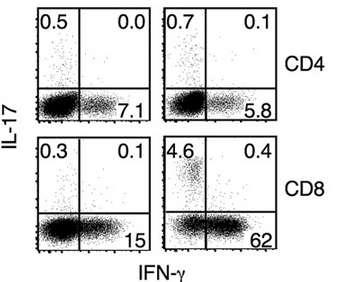44 Figure 12. IL-17a producing CD8 + T Cells are present in activated lck-plzf mice. PMA and ionomycin followed by Brefeldin A were used for in vitro stimulation of various T cell subsets.