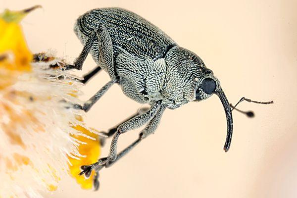 1) Pest Description: Cabbage Seed Pod Weevil - Adult weevils are ash-grey and